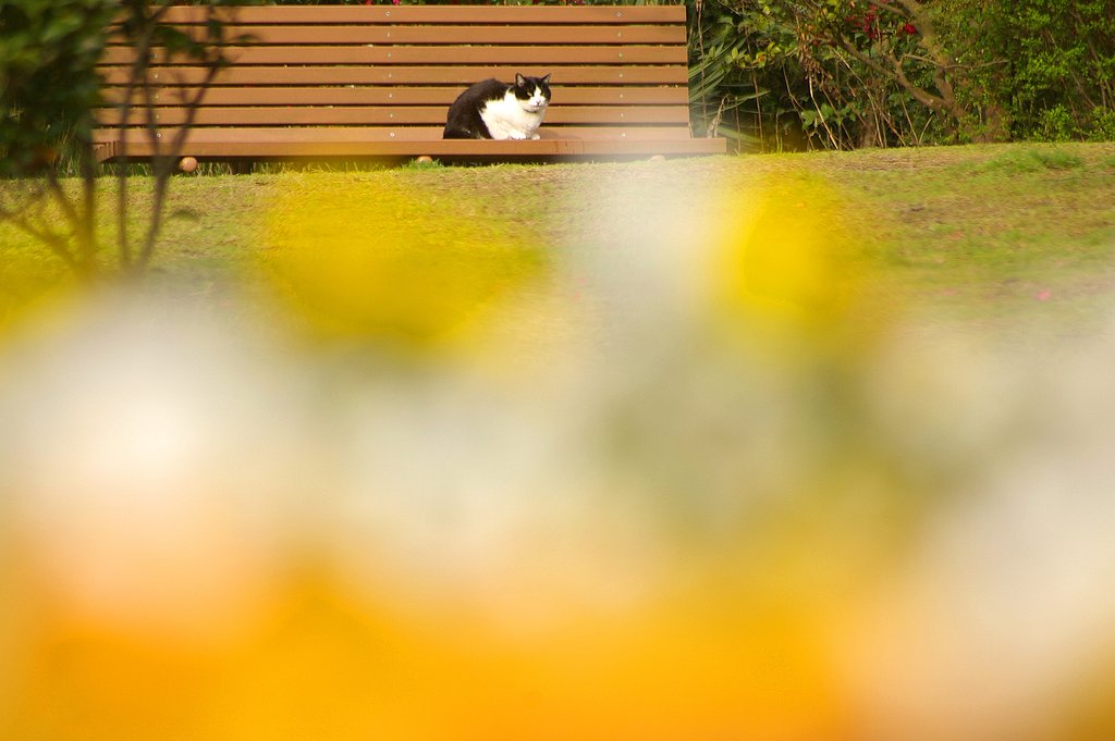 日向ぼっこ
