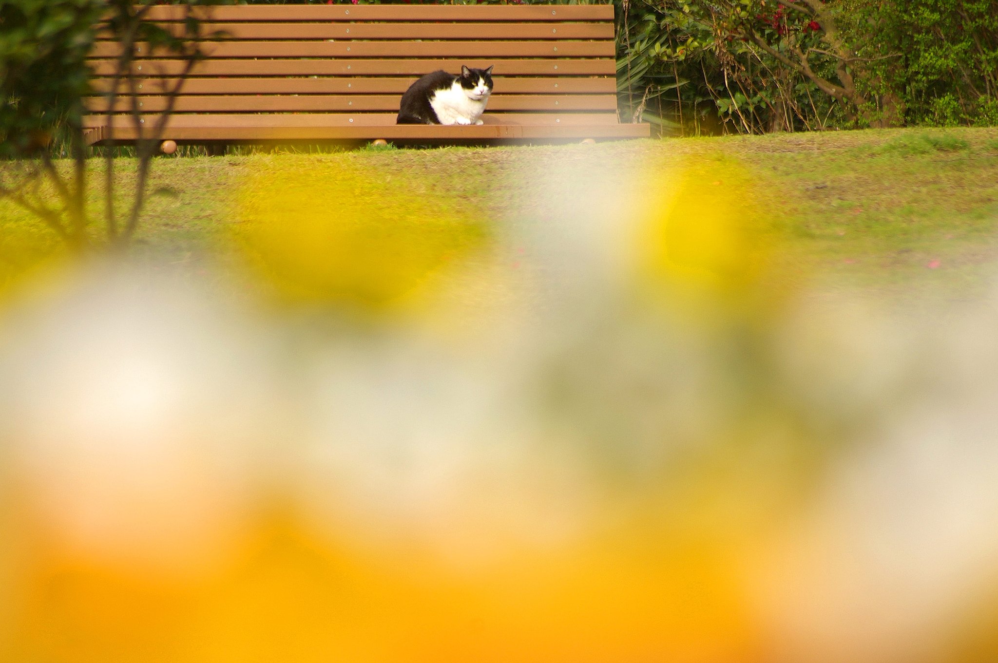 日向ぼっこ