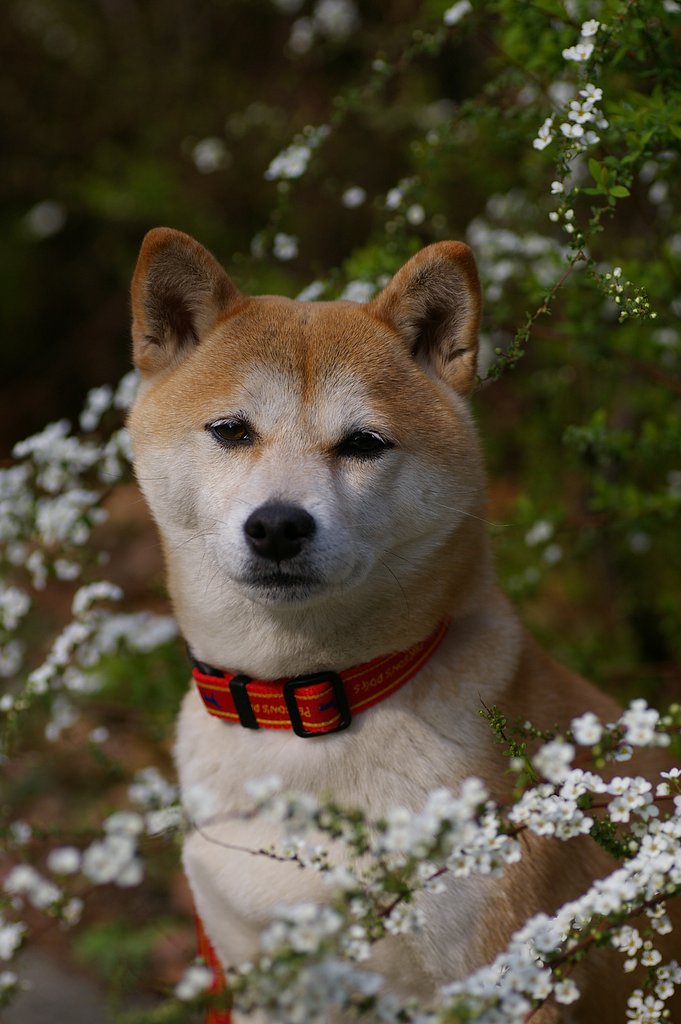 【花】やさしい香りの中で