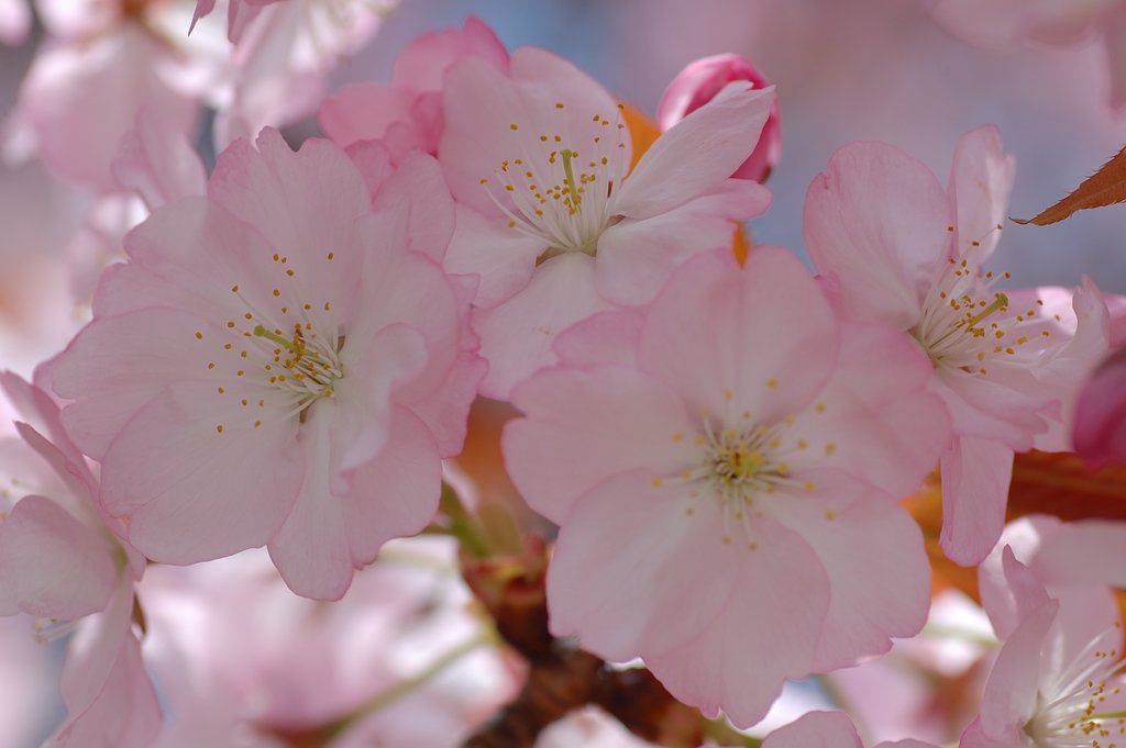 八重桜
