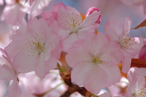 八重桜