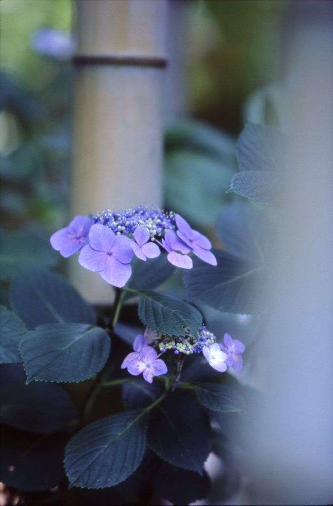 そんなこんなで、紫陽花