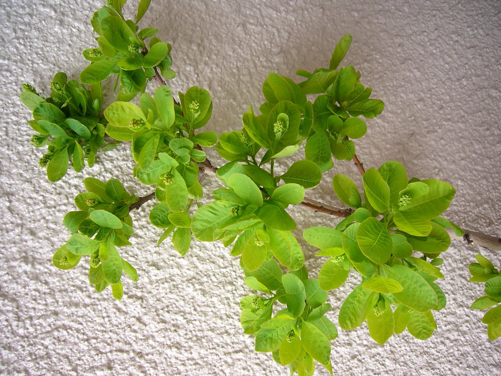 好きな色