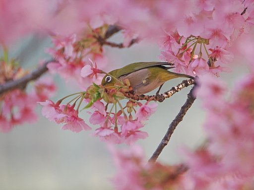 メジロまつり３