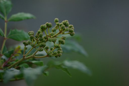 山椒は小粒でピリリと辛い