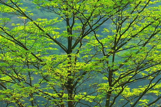 Fresh green leaves