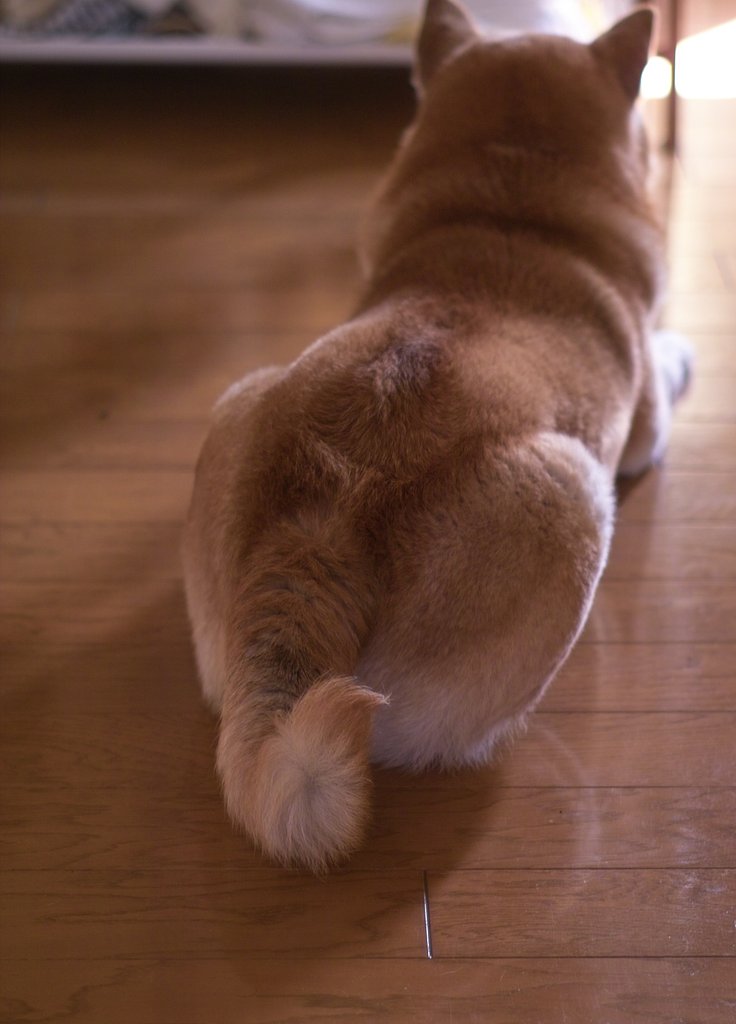 Ｔｈｅ　おしり．