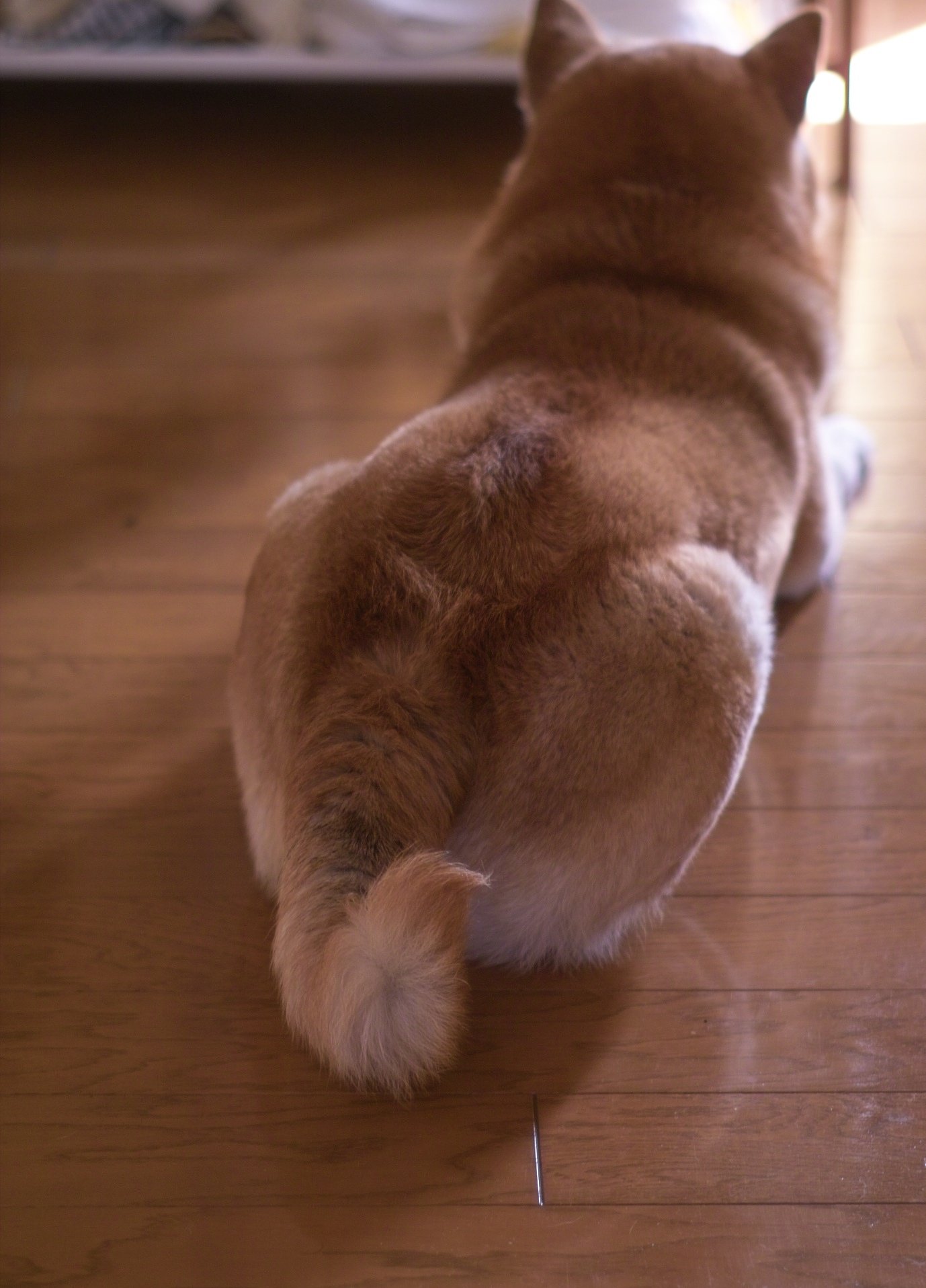 Ｔｈｅ　おしり．