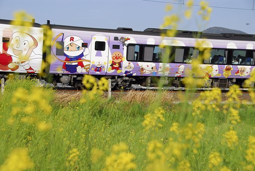 キャラと菜の花