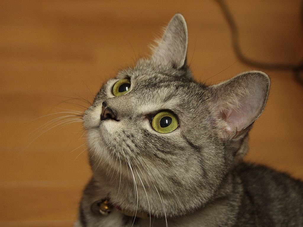我が家の猫