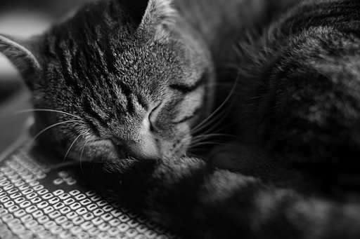 家の猫