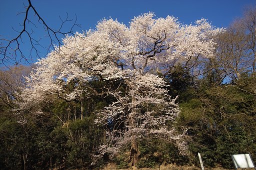 ３月の中間発表