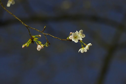 夜桜