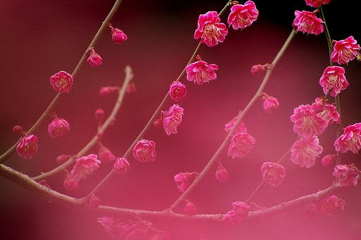 紅の旋律