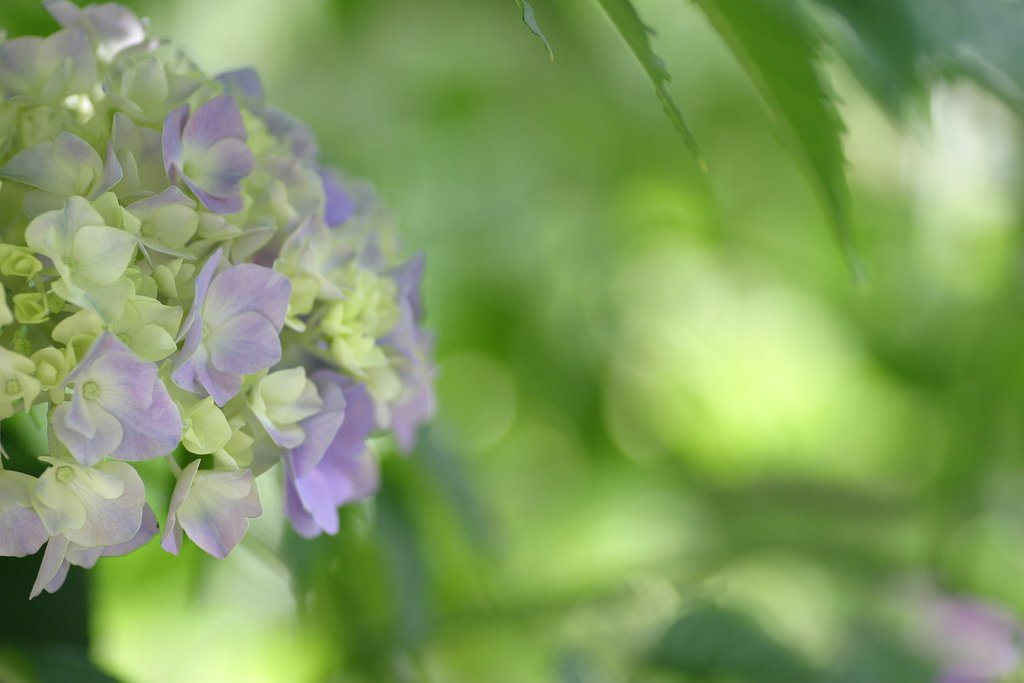 我家の紫陽花
