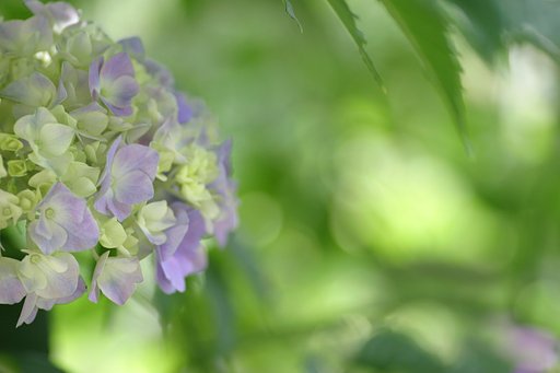我家の紫陽花