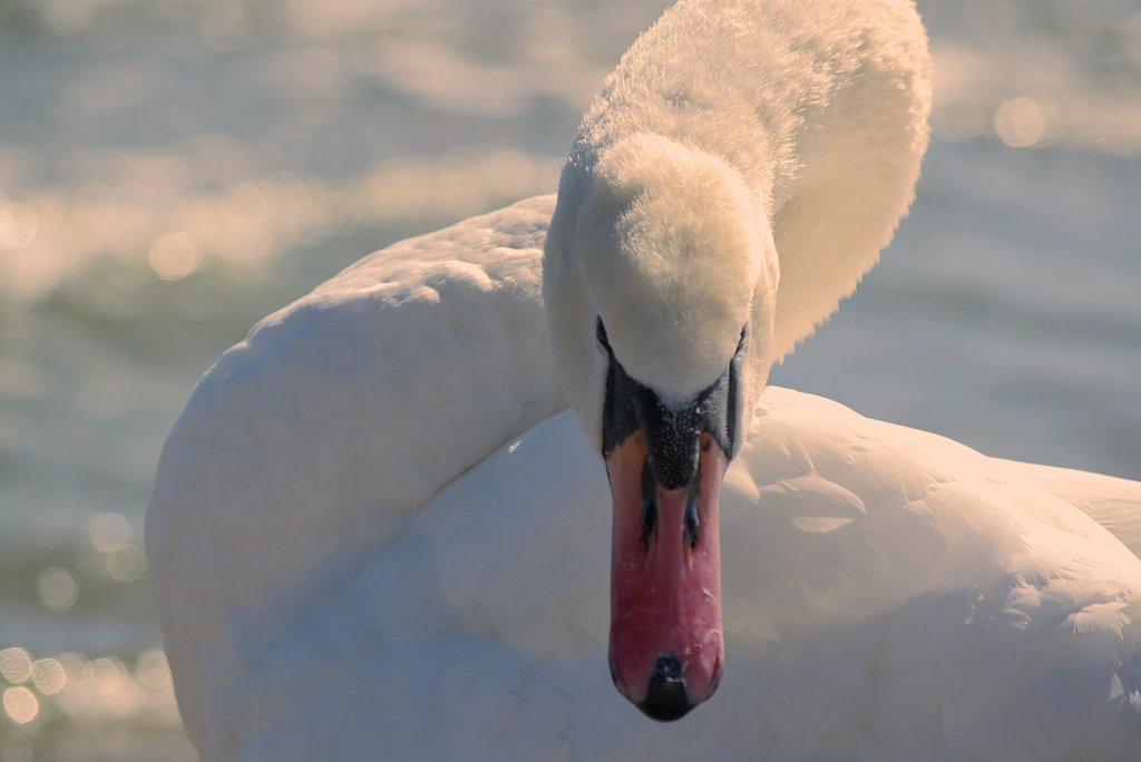 SWAN II