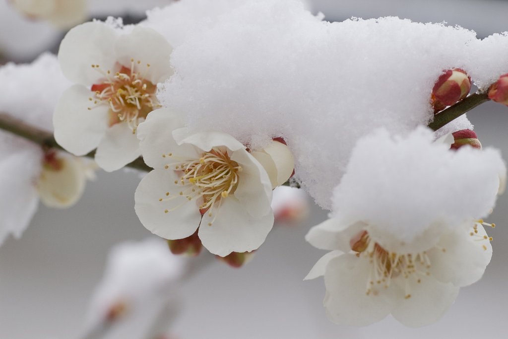 雪中梅(2)
