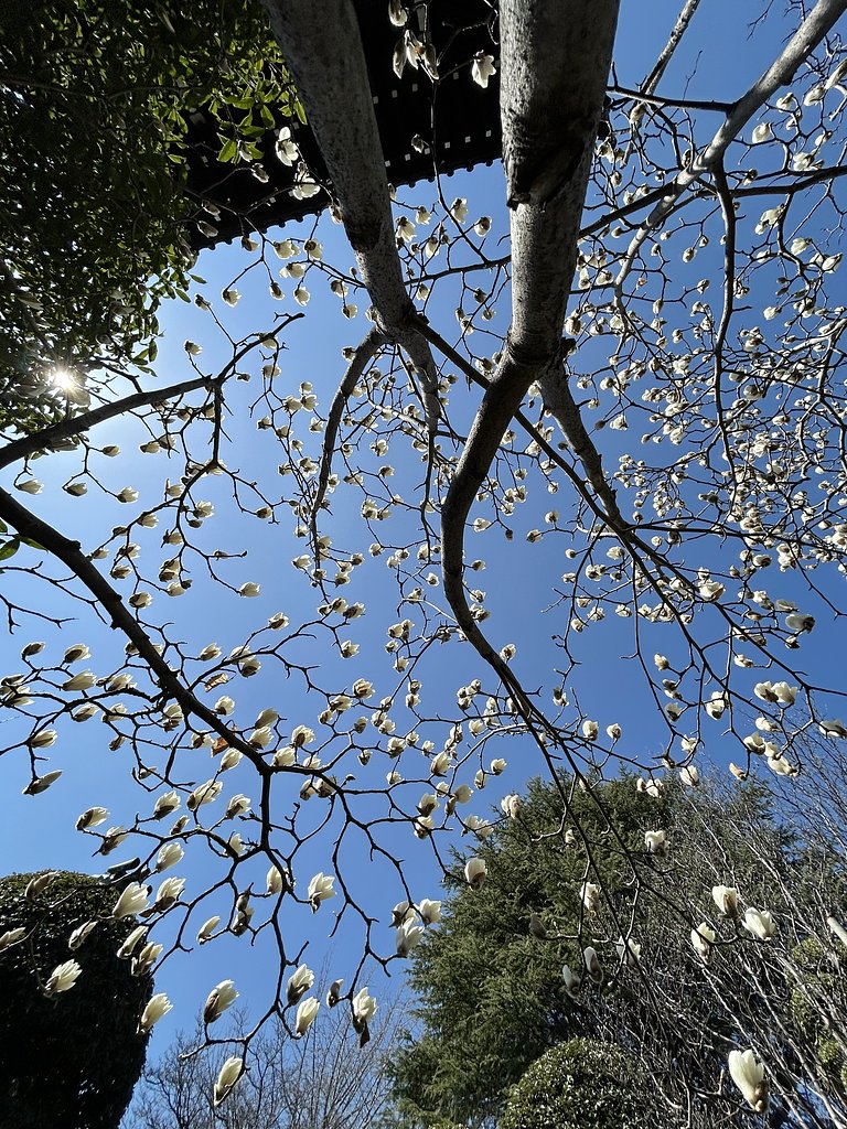 春の鼓動