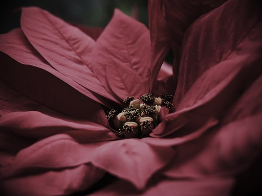 【花】poinsettia