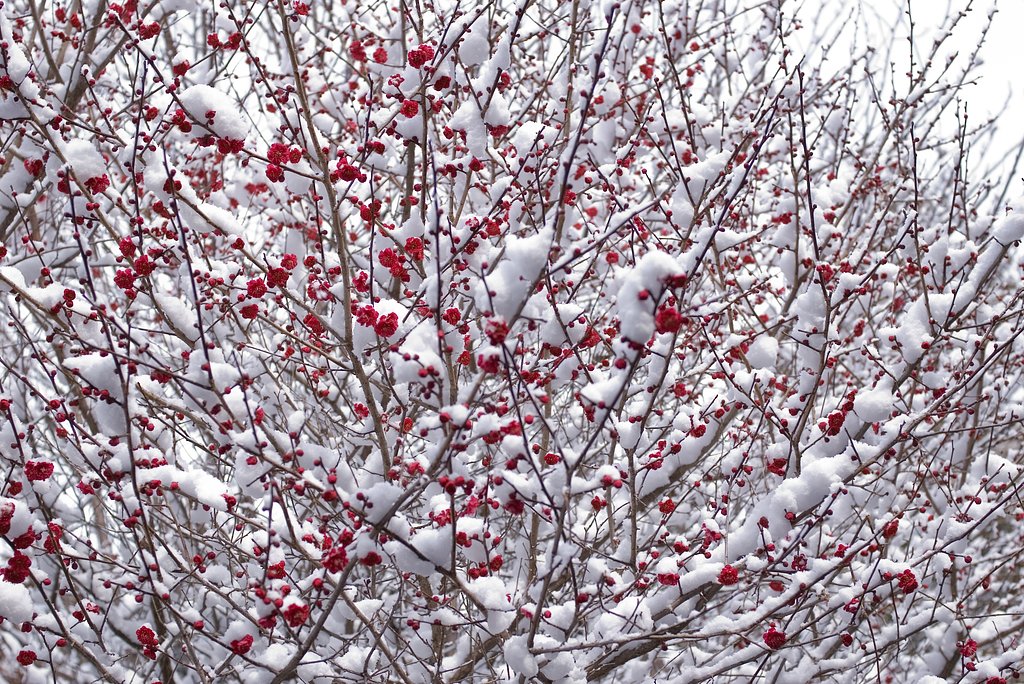 雪中梅(3)
