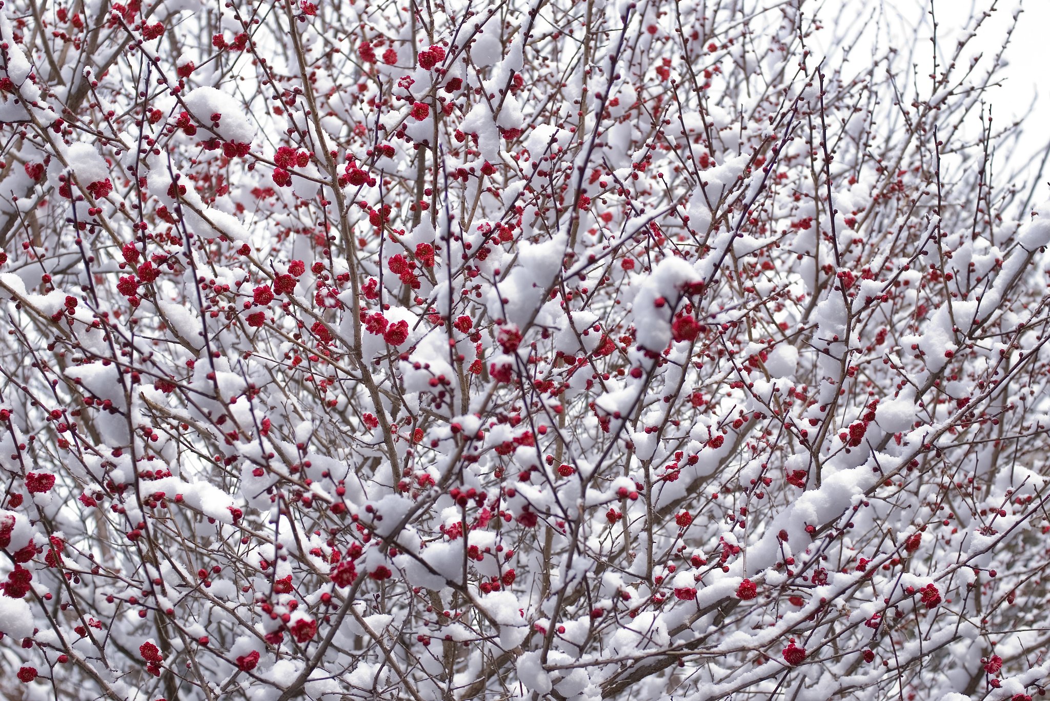 雪中梅(3)