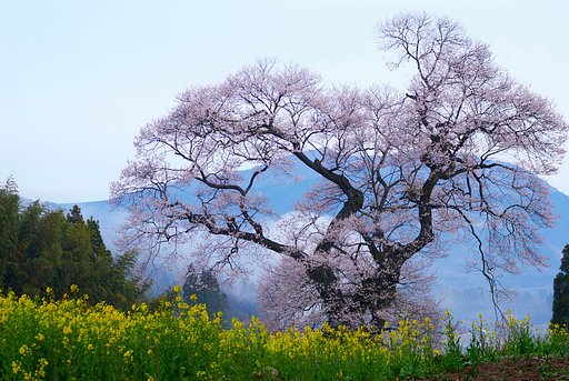 要害桜inニコン板