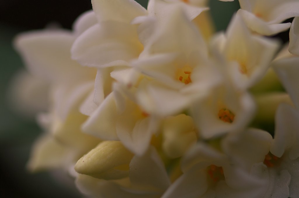 沈丁花（瑞香）