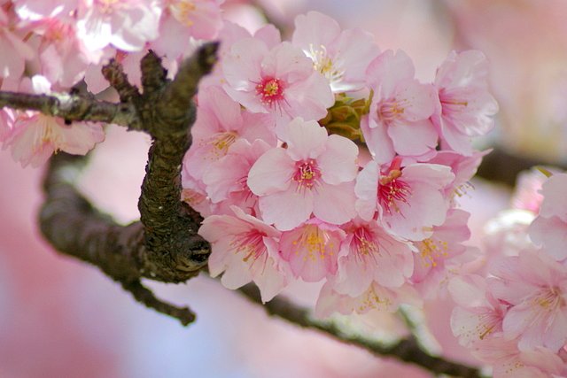 初めての河津桜　＃１