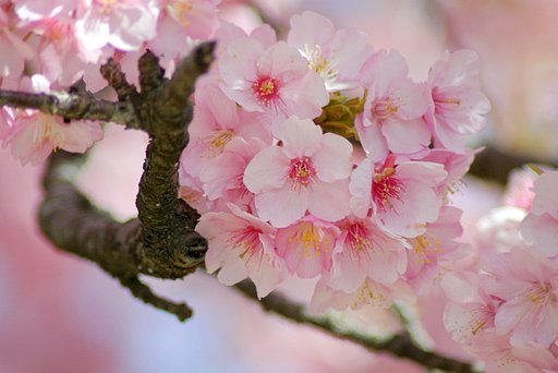 初めての河津桜　＃１
