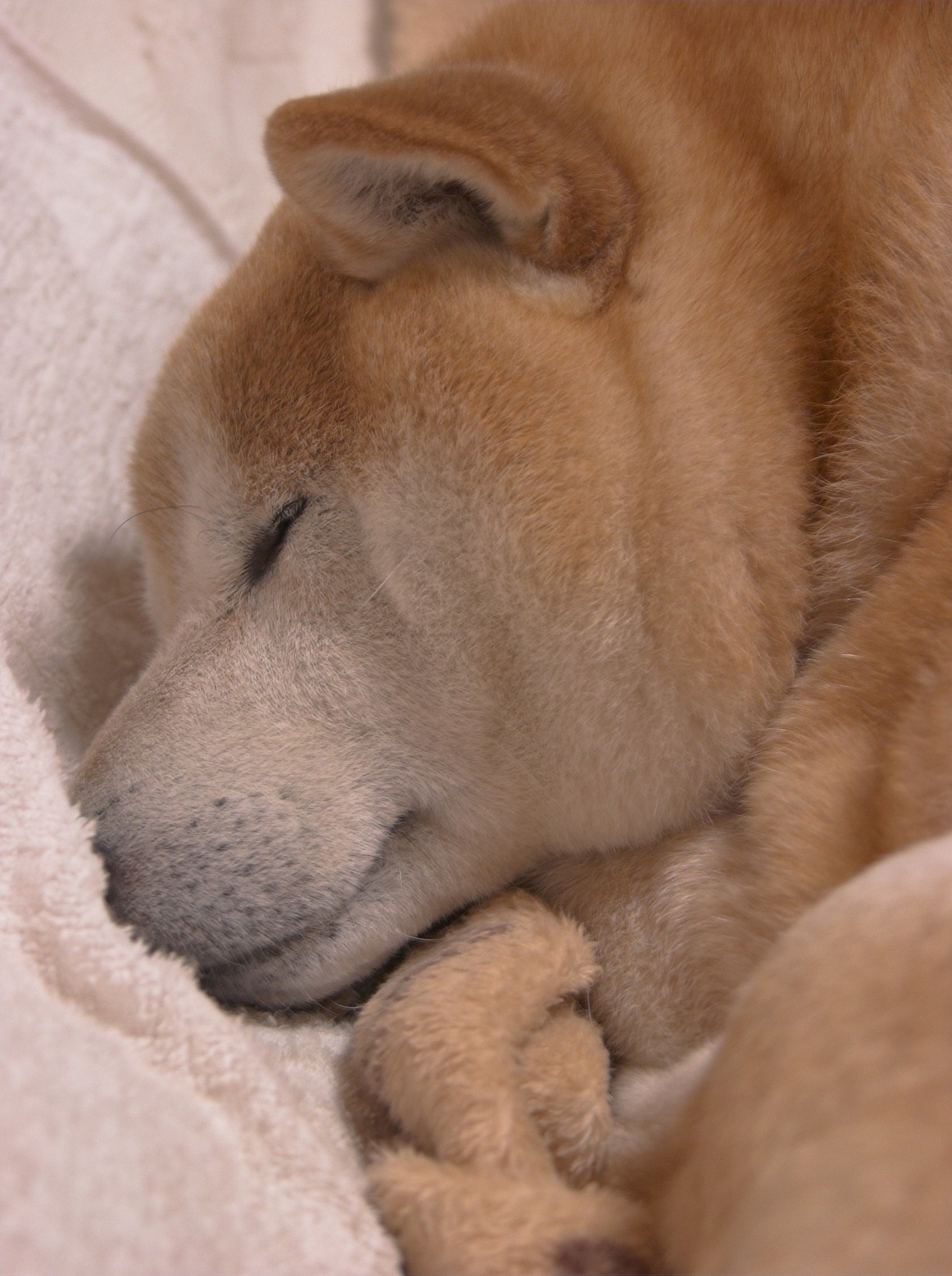 おやすみのところきょーしゅくです（＿＿；）