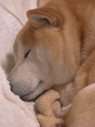 おやすみのところきょーしゅくです（＿＿；）