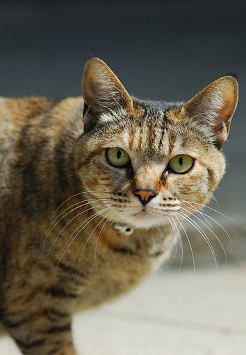 ねこです。森さん