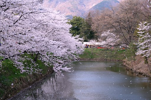 桜吹雪