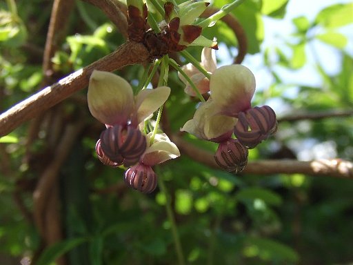 アケビの花