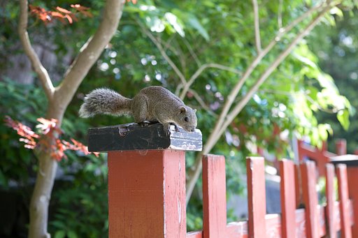 カマクラリス