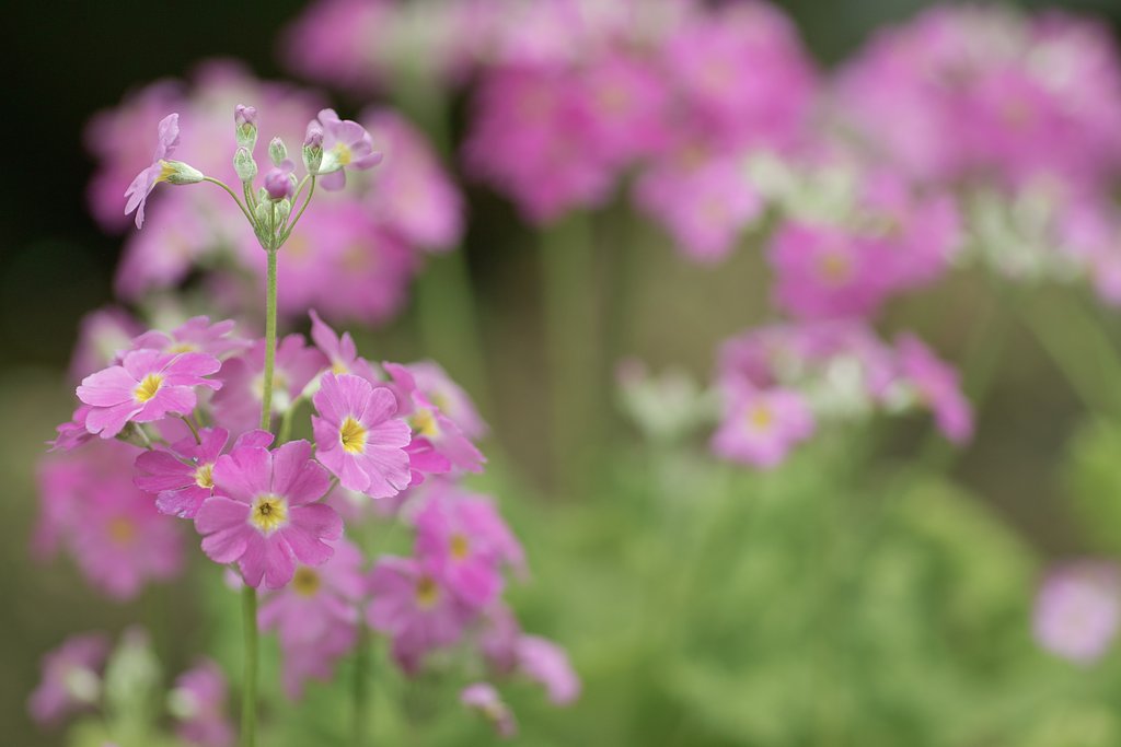 70MACRO
