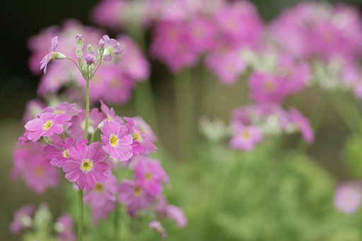 70MACRO
