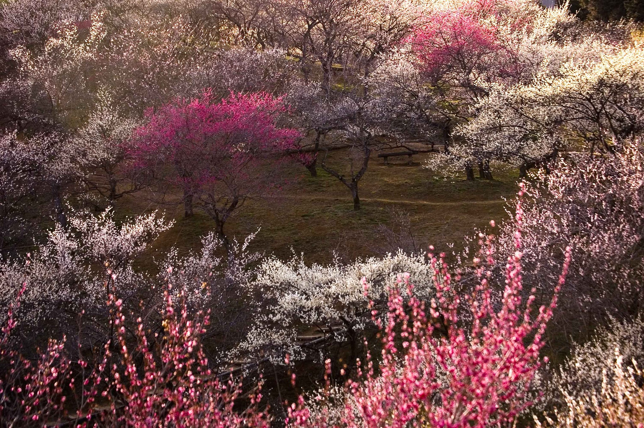 梅の郷