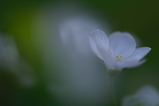 目覚めの雪柳