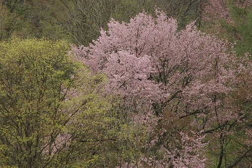 桜の季節