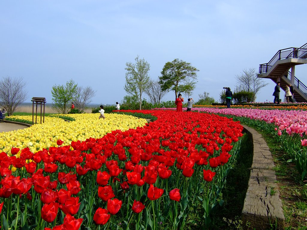 情熱の薔薇・・・
