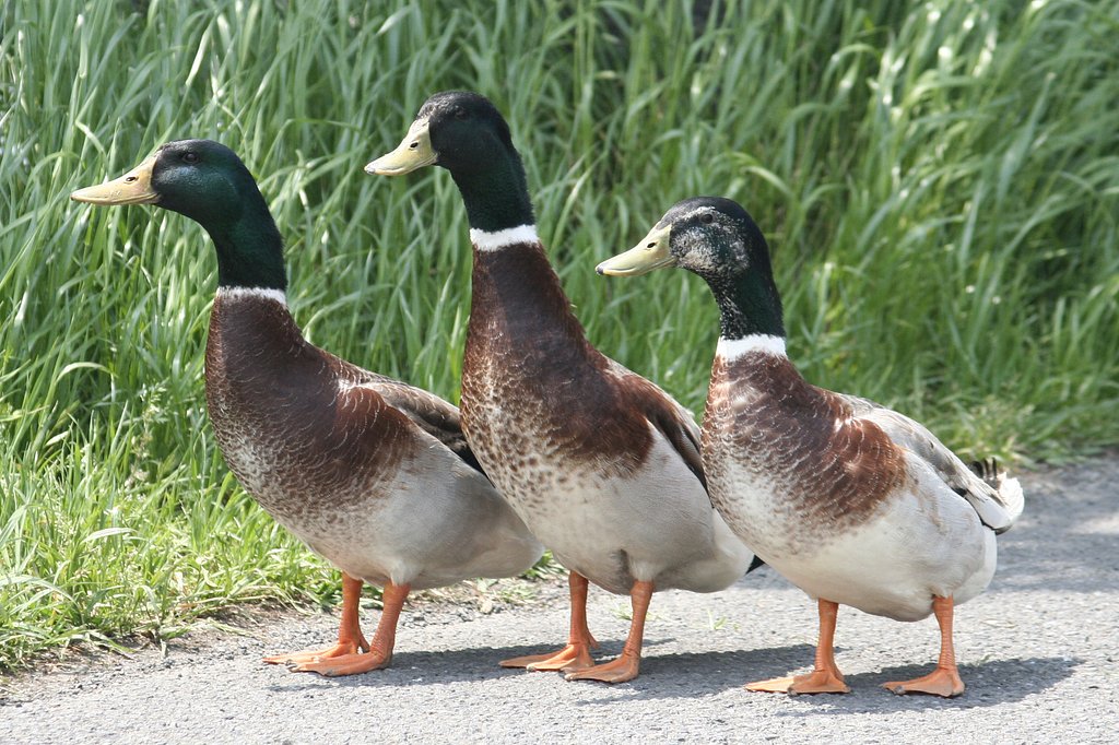 なかよし
