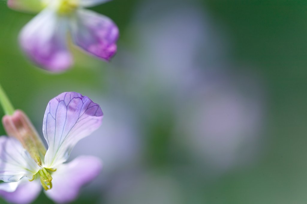 同じお花です。