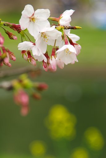 春色