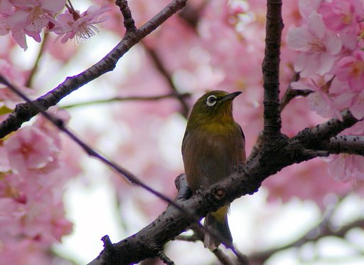 初めての河津桜　＃２