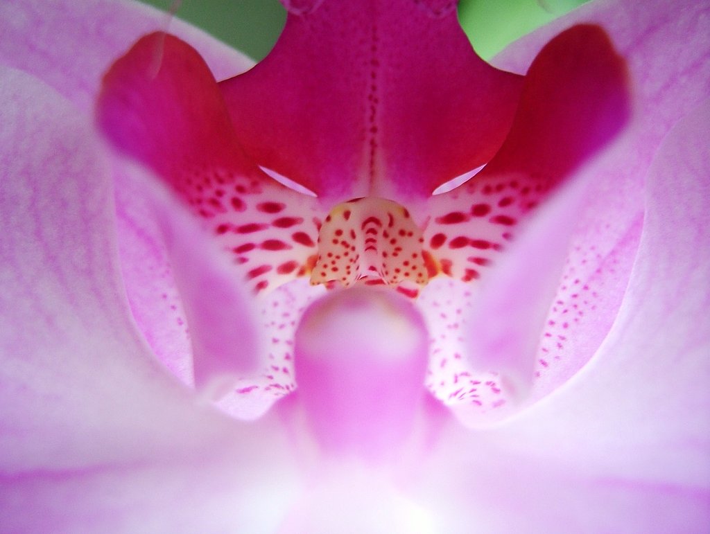 『花』仮面