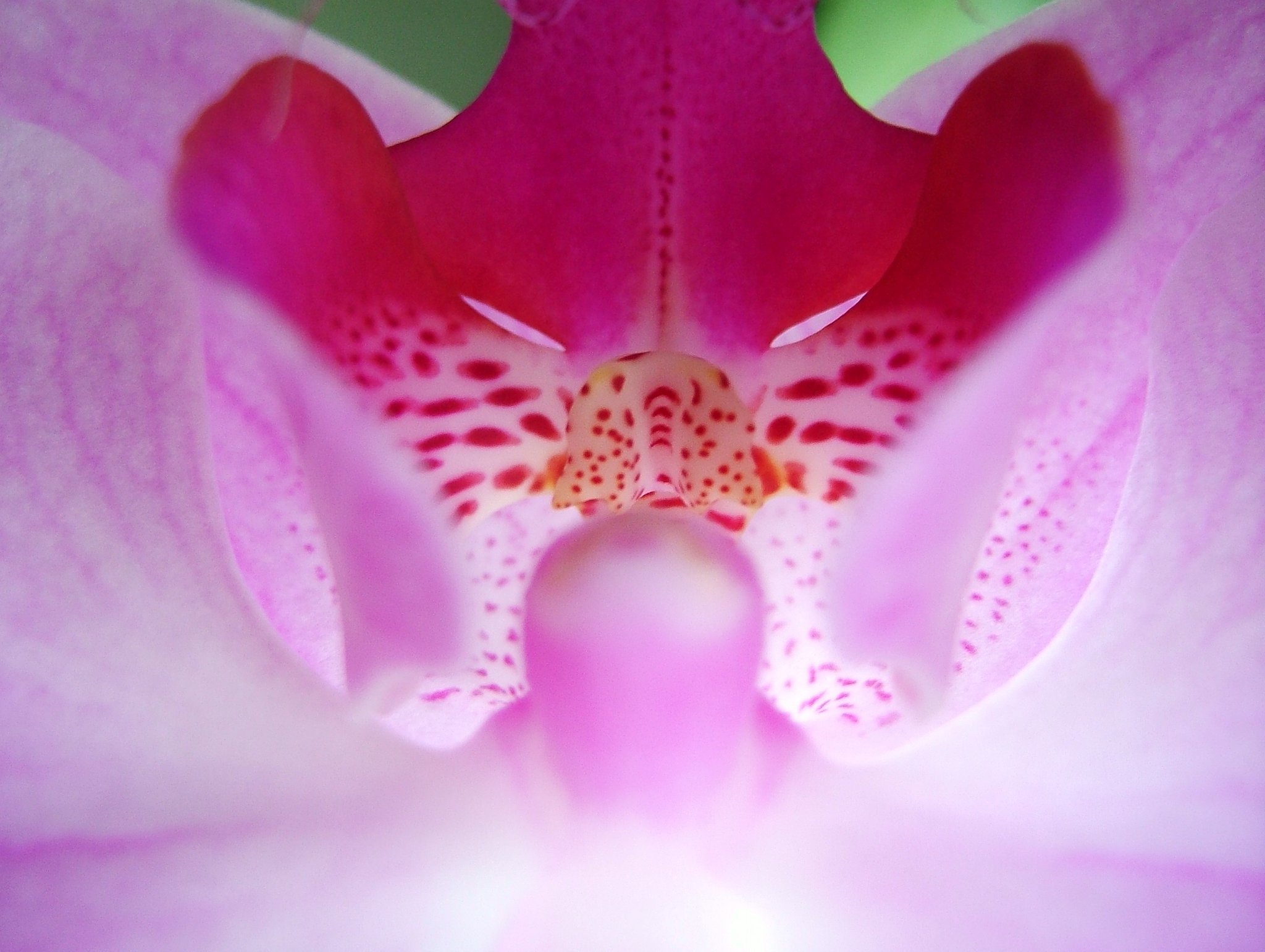 『花』仮面