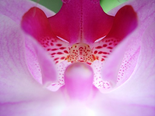 『花』仮面