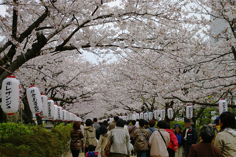 桜の鎌倉_段葛、満開